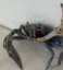 Crab Wif Blade icon