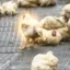 The Getaway Chickens icon