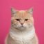 NORMAL CAT icon