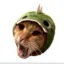 dinocat icon
