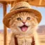 COCA CAT icon