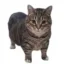 coincat icon