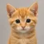 cat icon