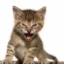 Rambo Kitten icon