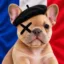 chien avec un cache-œil icon