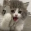 CallCat icon