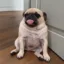 buggle icon