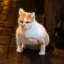 GIGACAT icon