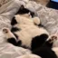 Chud Cat icon