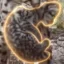 Leopardus wiedii icon
