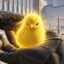 CounterChick icon