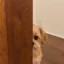 Privacy Dog icon