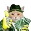 Paidcat icon