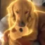 Mango the Retriever icon