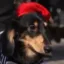 Dogwifhat icon