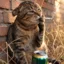 Crying Cat icon