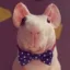 The Naked Guinea Pig icon
