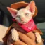 Cowboy Cat icon