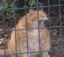 Lion icon