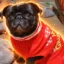 Justice for ChaCha icon
