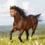 Neighmar icon