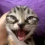 Screaming Cat icon