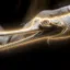 Gharials icon