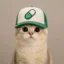 Pumpcat icon