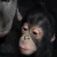 NEGERA icon
