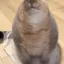 BAGCAT icon