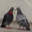 pigeon love icon