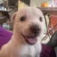 Happy Dog icon