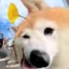 Distorted Dog icon