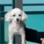 gmedog icon