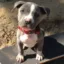 Pitbull icon
