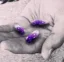 Chog Pilled icon
