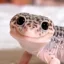 smily gecko icon