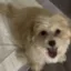 Justice for Louie icon