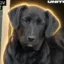 Justice For Rex icon