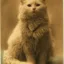 First cat photo icon