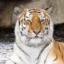 The Grieving Tiger icon