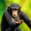return to monke icon