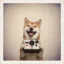 Analog Inu icon