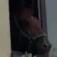 José icon