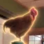 The Piano Chicken icon