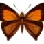 Copper Butterfly icon