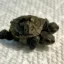 turtle² icon
