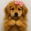 Emotional Inu icon