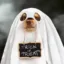 hallowinu icon