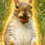 GigaNut icon